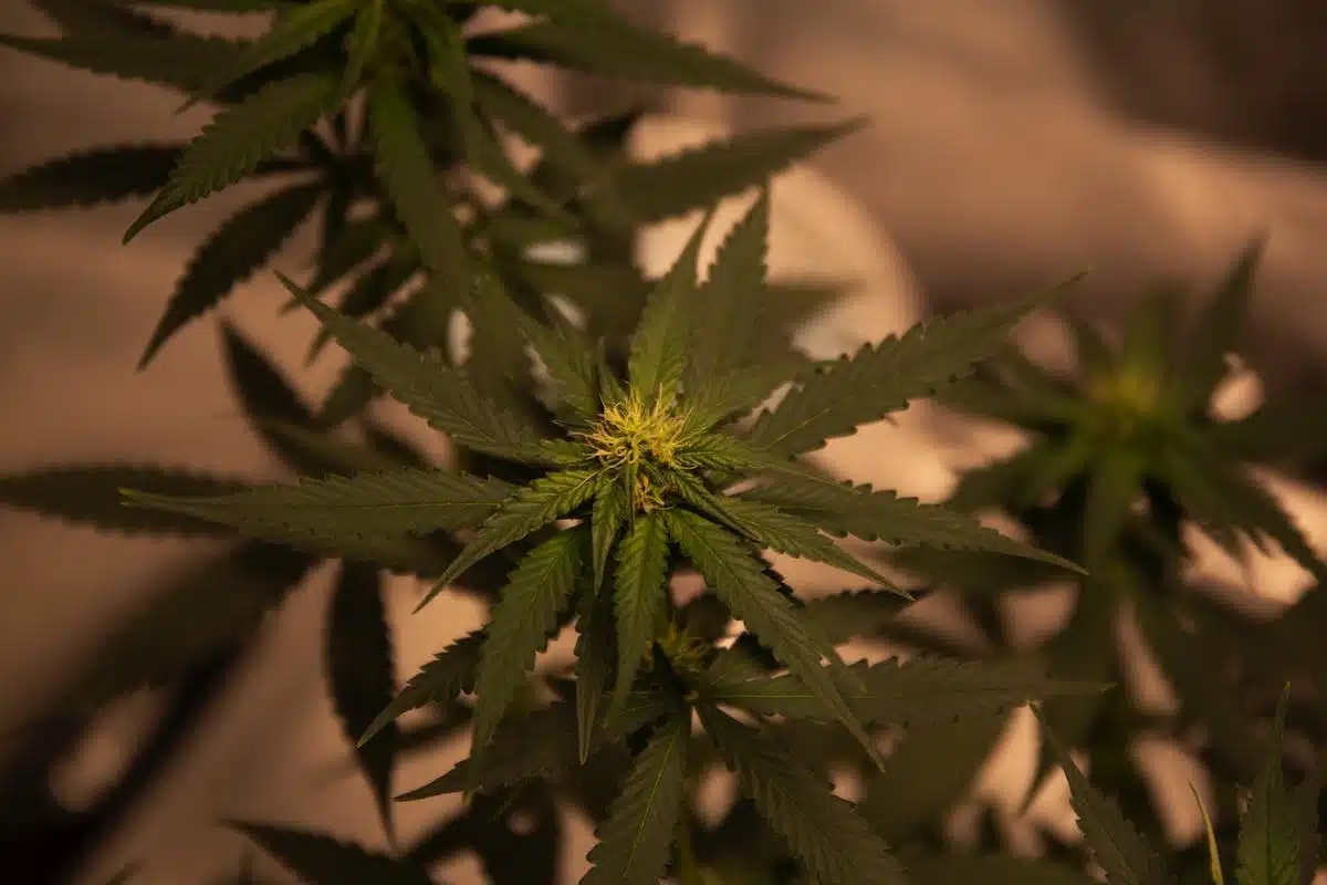 plant cbd