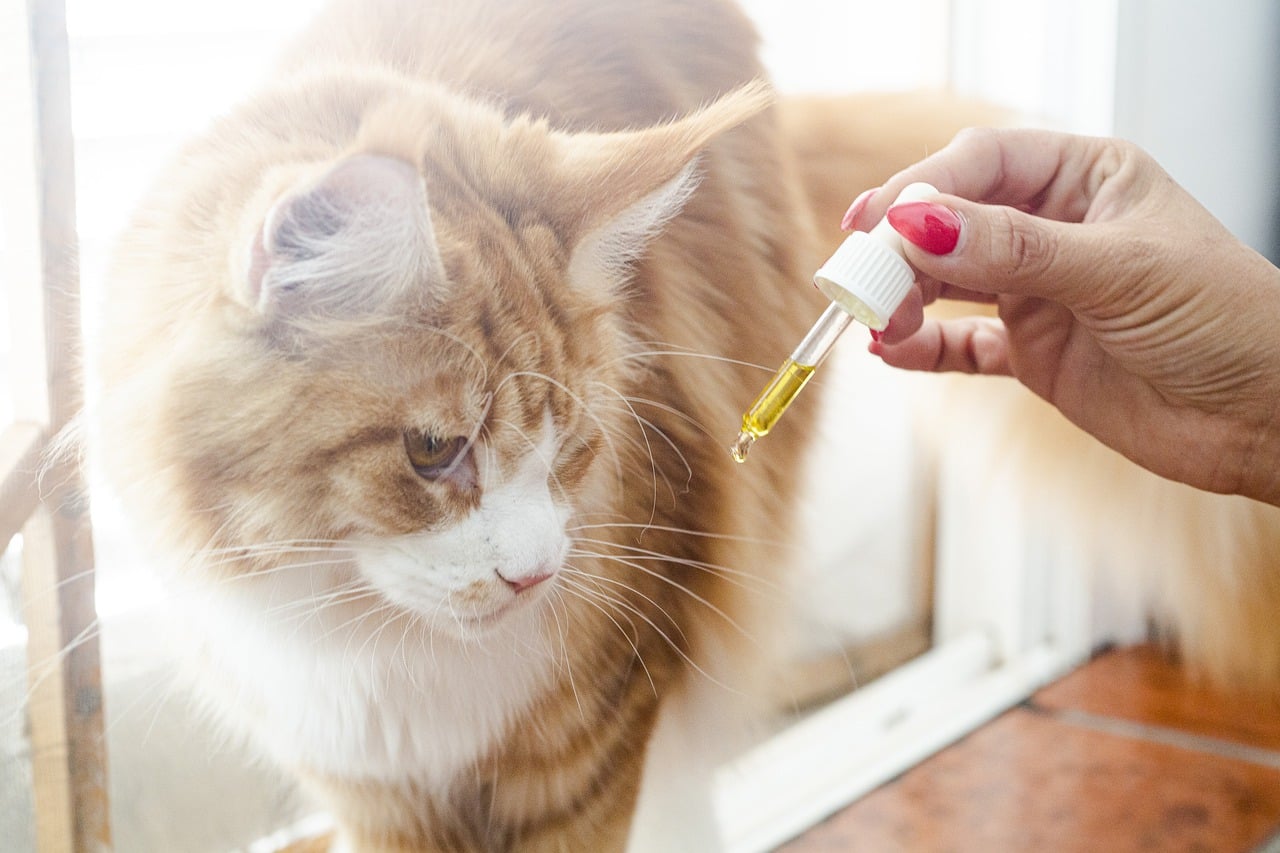 animaux-de-compagnie-pouvez-vous-donner-du-cbd-votre-chien-ou-chat