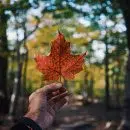 person holding maple leaf