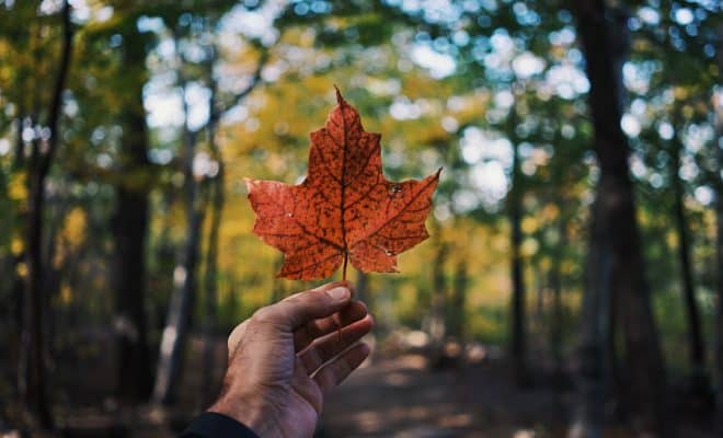 person holding maple leaf